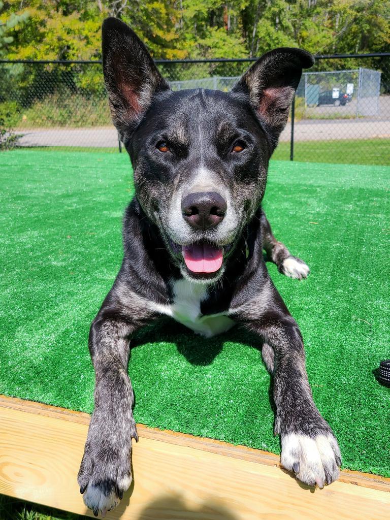 Bailey, an adoptable Husky, Shepherd in Meriden, CT, 06451 | Photo Image 4