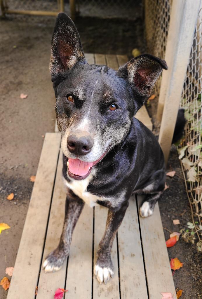 Bailey, an adoptable Husky, Shepherd in Meriden, CT, 06451 | Photo Image 5