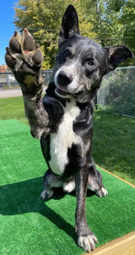 Bailey, an adoptable Husky, Shepherd in Meriden, CT, 06451 | Photo Image 6