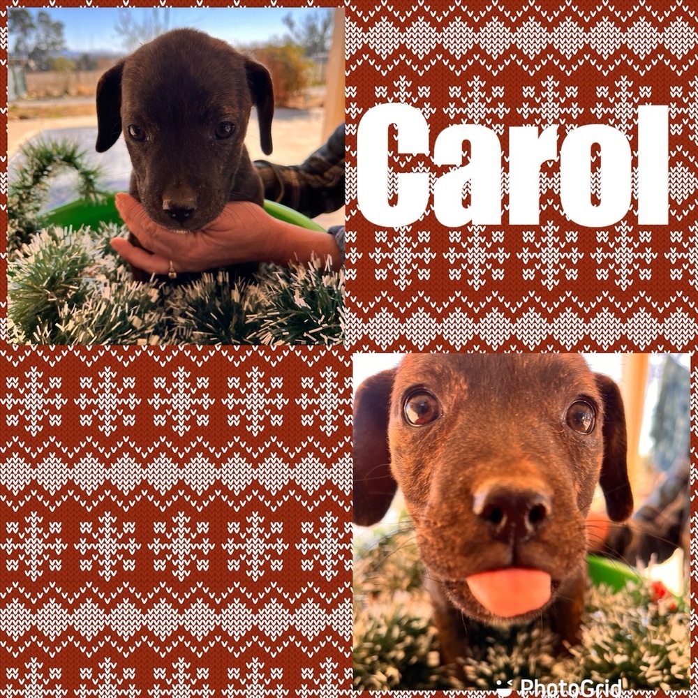 Carol