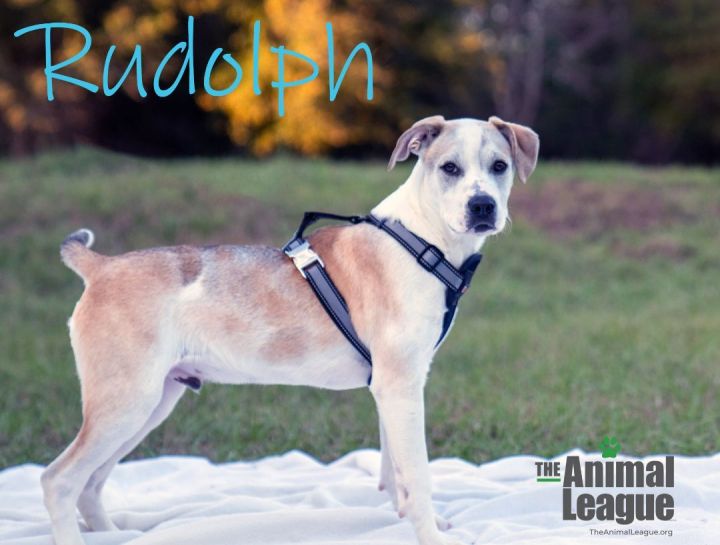 Rudolph, an adopted Labrador Retriever & Catahoula Leopard Dog Mix in Clermont, FL_image-1