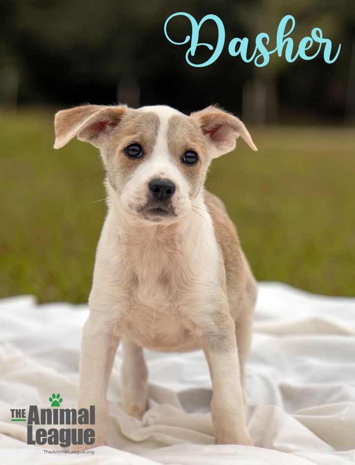 Dasher, an adopted Labrador Retriever & Catahoula Leopard Dog Mix in Clermont, FL_image-1