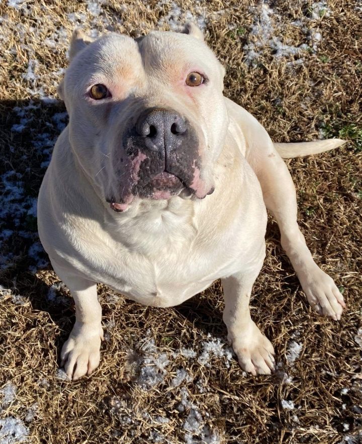 what is a dogo argentino mixed with