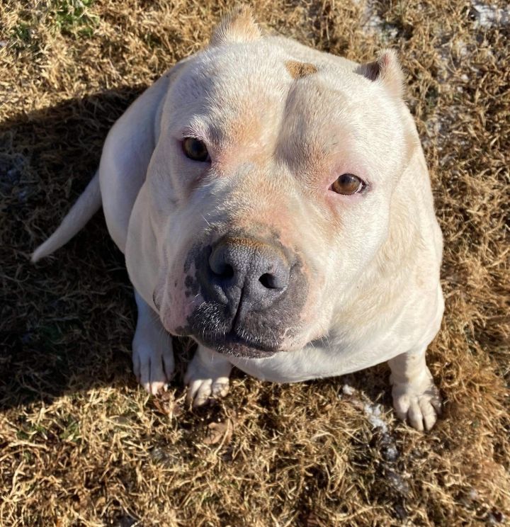 American bulldog hot sale dogo mix