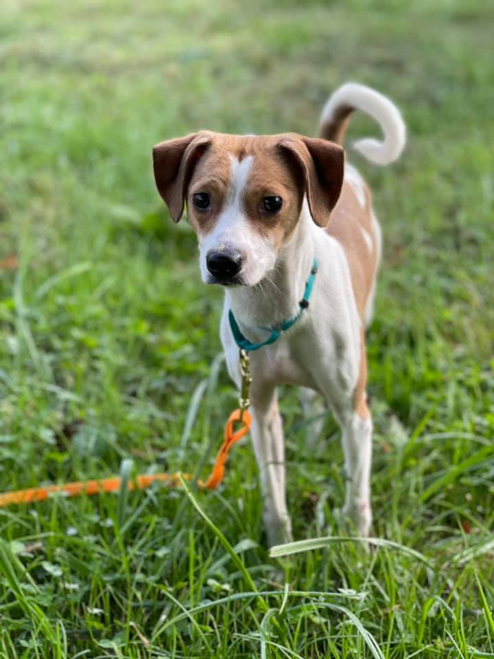 Midge, an adoptable Mixed Breed in Chestertown, MD_image-1