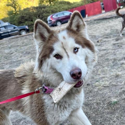 COOKIE, an adoptable Husky in Point Richmond, CA_image-1