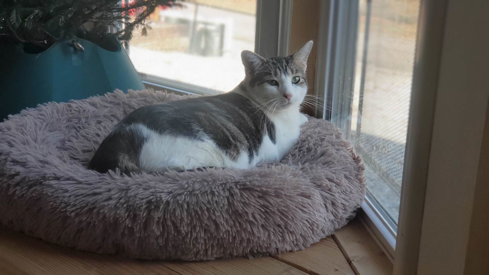 Harold, an adoptable Domestic Short Hair in Woodsfield, OH, 43793 | Photo Image 1