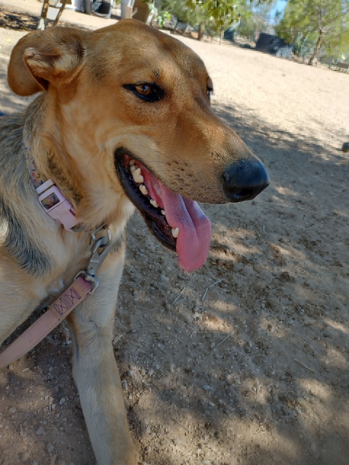 Winchester, an adoptable German Shepherd Dog, Greyhound in Apple Valley, CA, 92307 | Photo Image 1