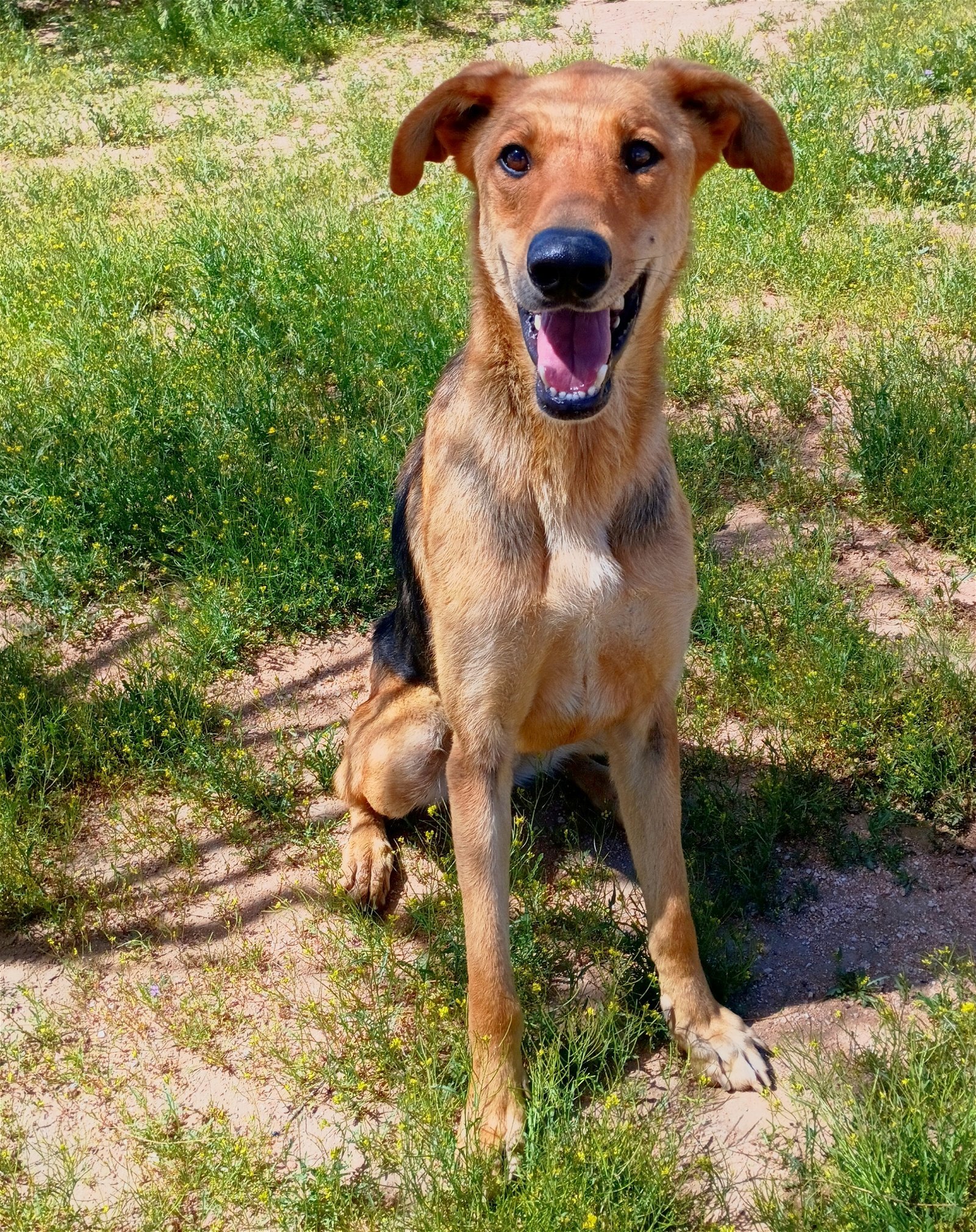 Winchester, an adoptable German Shepherd Dog, Greyhound in Apple Valley, CA, 92307 | Photo Image 2
