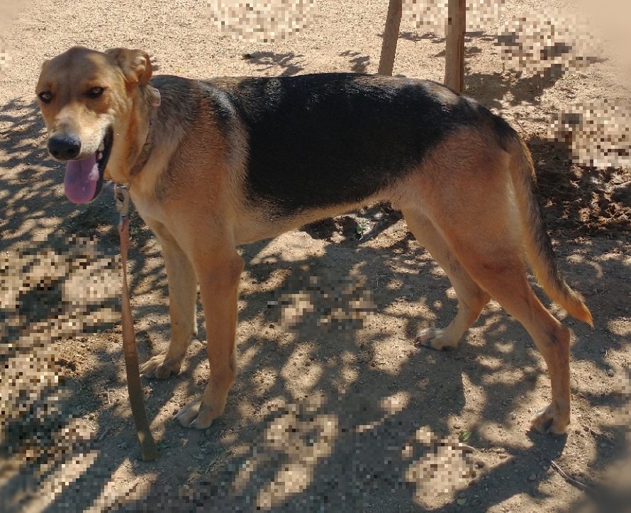 Winchester, an adoptable German Shepherd Dog, Greyhound in Apple Valley, CA, 92307 | Photo Image 3