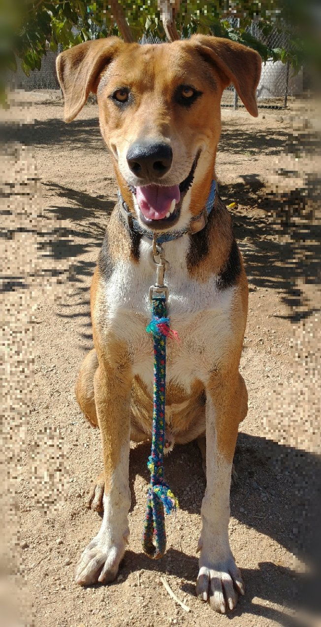 Remington-ADOPT ED w/ Winchester & McCloud, an adoptable Foxhound in Apple Valley, CA, 92307 | Photo Image 1