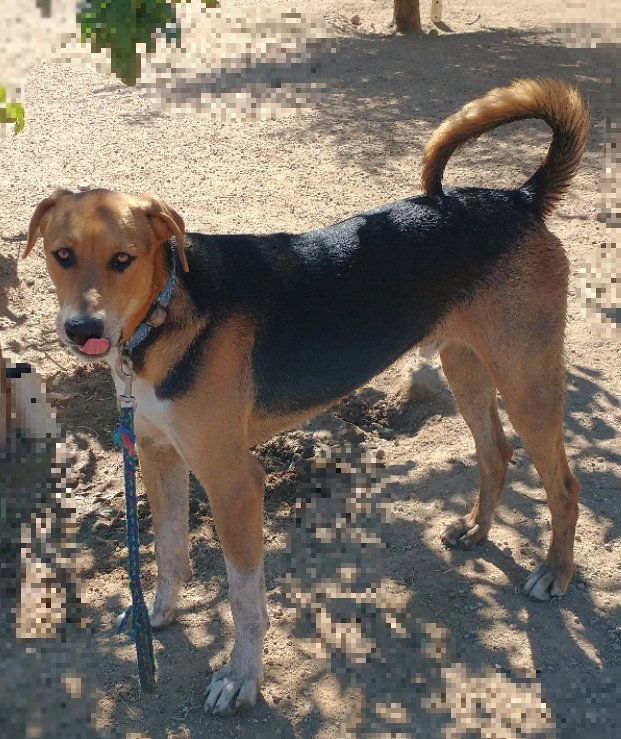 Remington-ADOPT ED w/ Winchester & McCloud, an adoptable Foxhound in Apple Valley, CA, 92307 | Photo Image 2