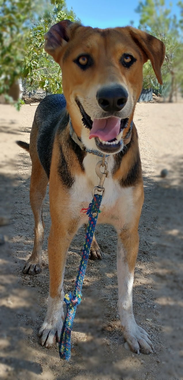 Remington-ADOPT ED w/ Winchester & McCloud, an adoptable Foxhound in Apple Valley, CA, 92307 | Photo Image 3