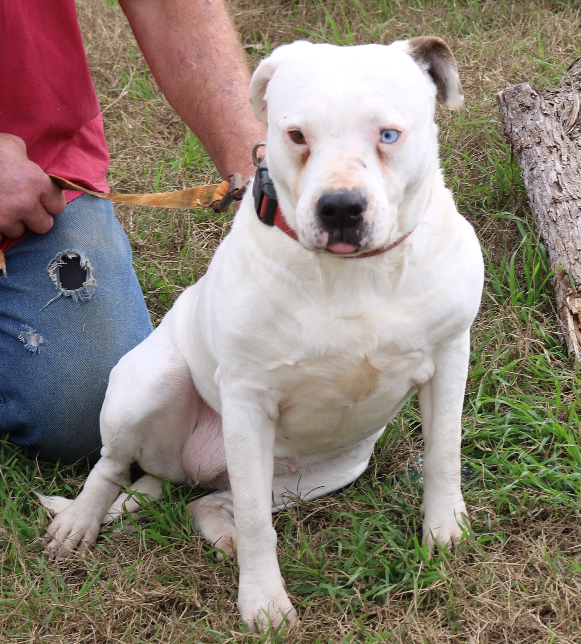 Contessa, an adoptable American Bulldog, Pit Bull Terrier in Bandera, TX, 78003 | Photo Image 5