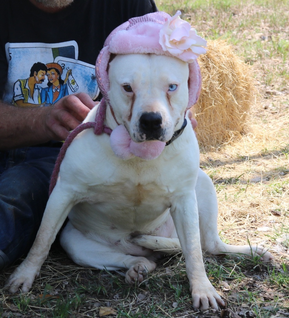 Contessa, an adoptable American Bulldog, Pit Bull Terrier in Bandera, TX, 78003 | Photo Image 1