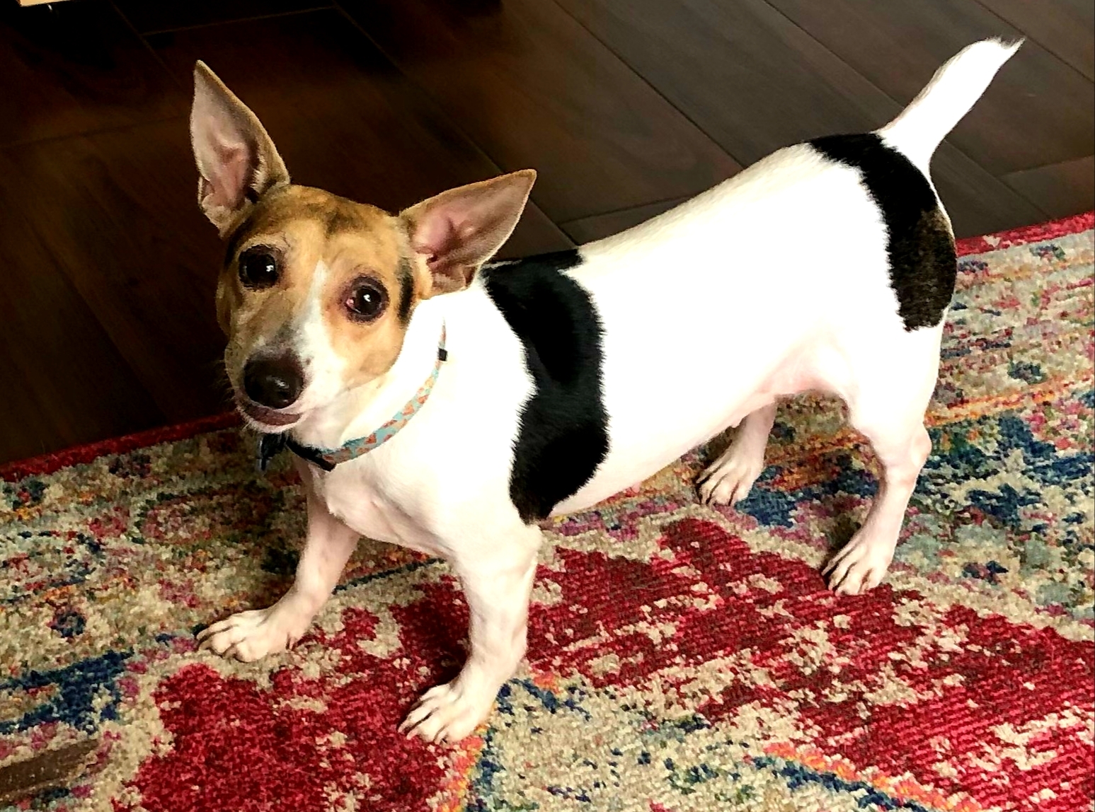 Jackie - ADOPTED! - 5 year old female Jack Russell Terrier.