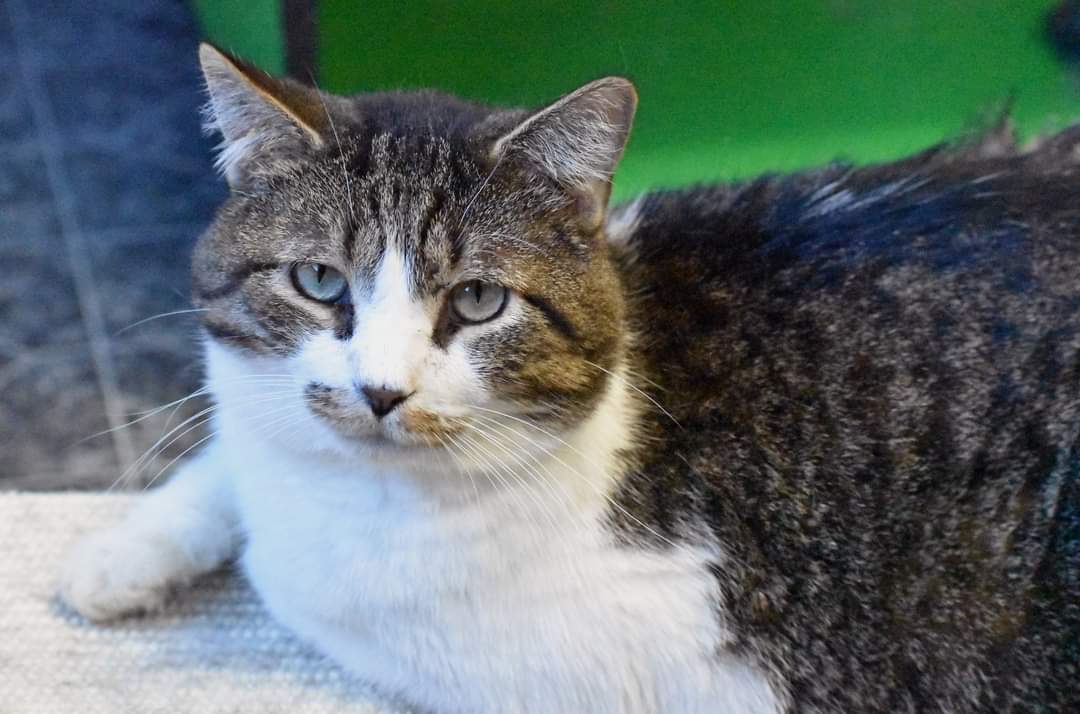 Billy, an adoptable Domestic Short Hair in Iroquois, IL, 60945 | Photo Image 1