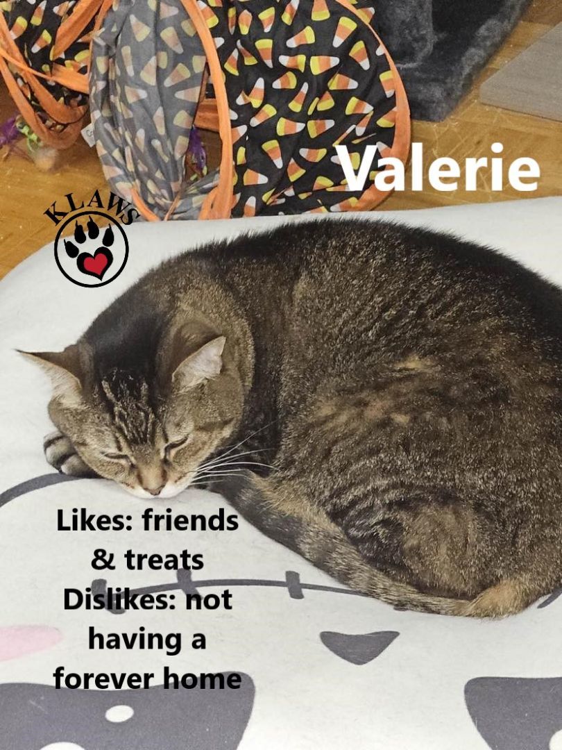 Valerie, an adoptable Domestic Short Hair in Lindsay, ON, K9V 2Z0 | Photo Image 1