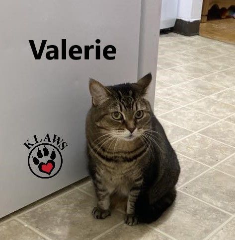 Valerie, an adoptable Domestic Short Hair in Lindsay, ON, K9V 2Z0 | Photo Image 2