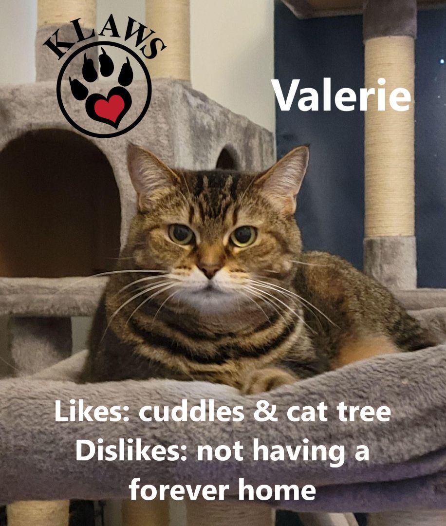 Valerie, an adoptable Domestic Short Hair in Lindsay, ON, K9V 2Z0 | Photo Image 3