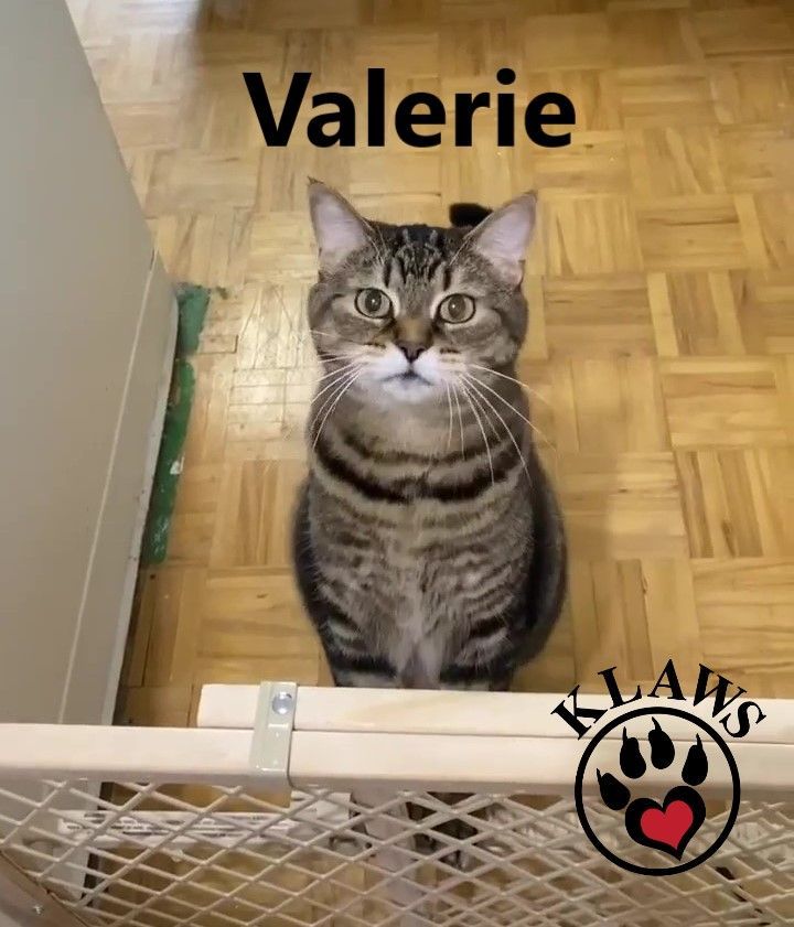 Valerie, an adoptable Domestic Short Hair in Lindsay, ON, K9V 2Z0 | Photo Image 4