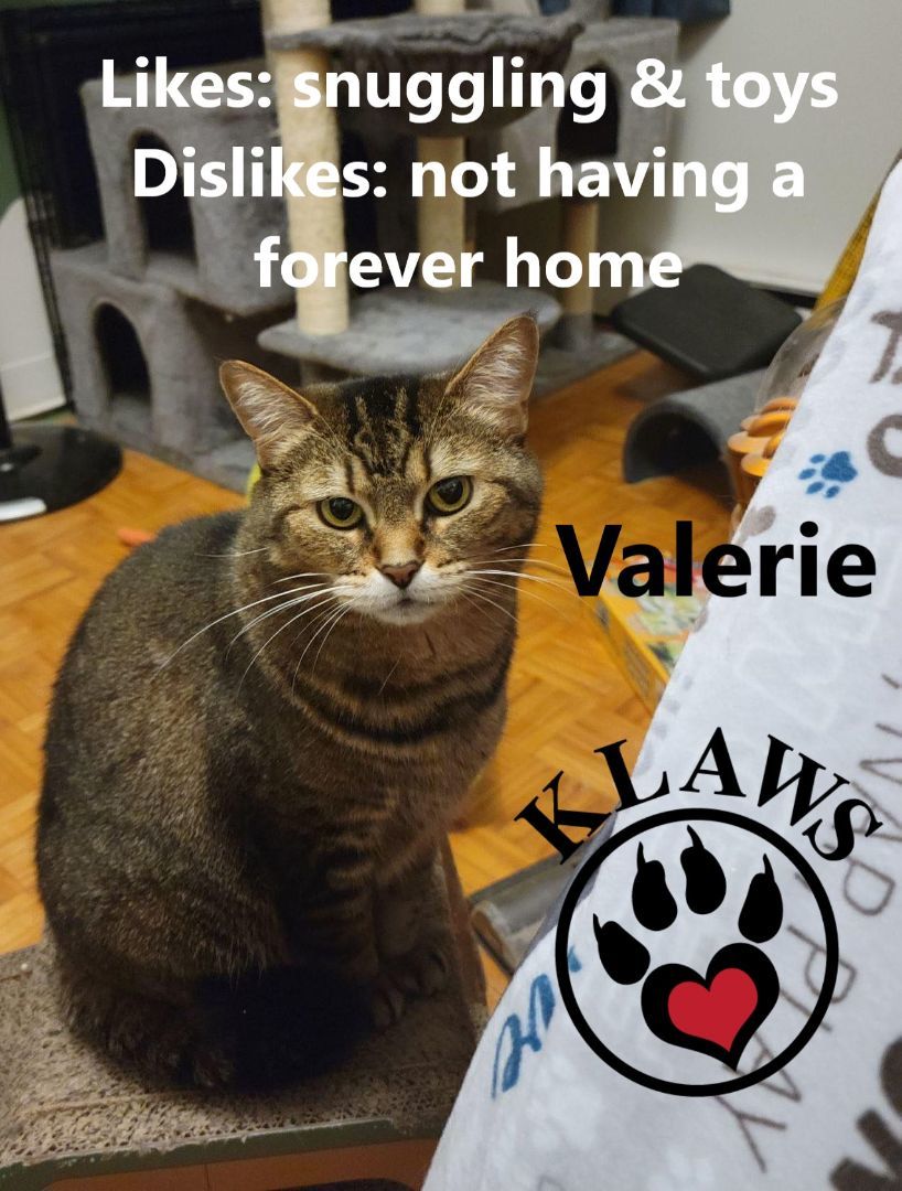 Valerie, an adoptable Domestic Short Hair in Lindsay, ON, K9V 2Z0 | Photo Image 5