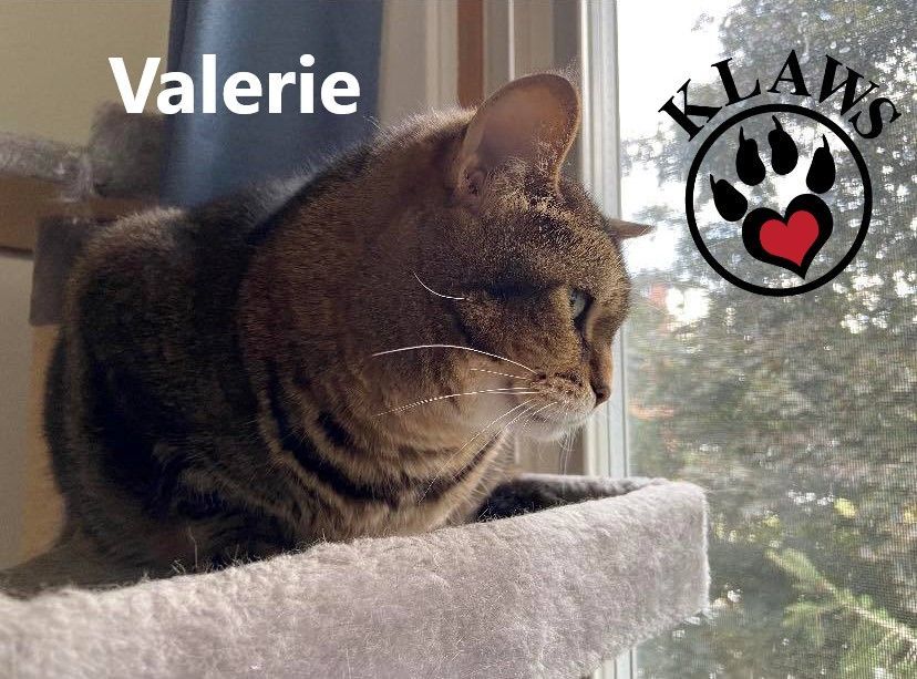 Valerie, an adoptable Domestic Short Hair in Lindsay, ON, K9V 2Z0 | Photo Image 6