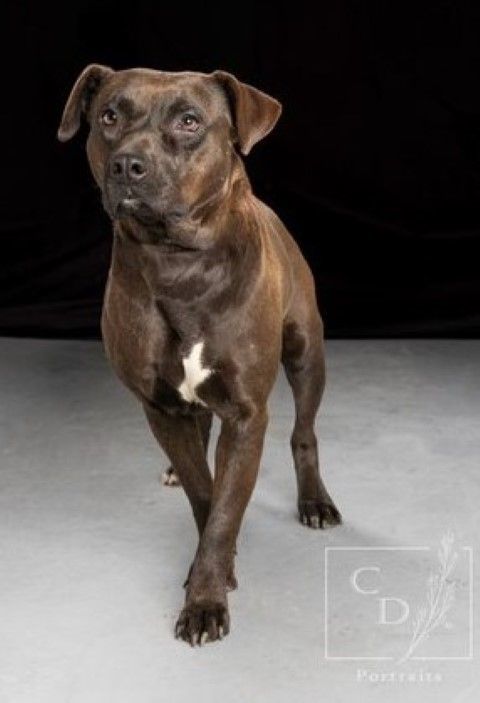 Delilah, an adoptable American Staffordshire Terrier & Terrier Mix in Lenoir, NC_image-1