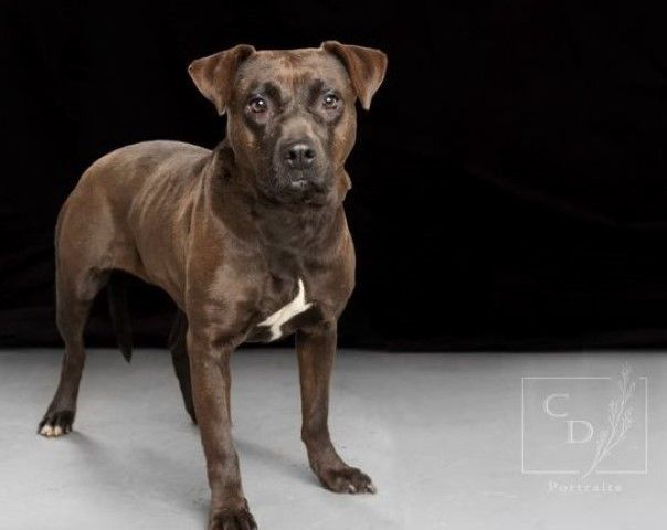 Delilah, an adoptable Pit Bull Terrier, Mixed Breed in Lenoir, NC, 28645 | Photo Image 6