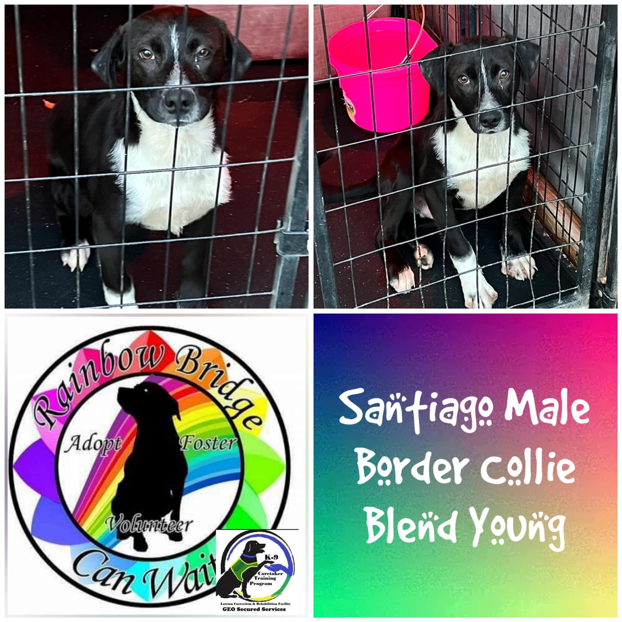 Santiago, an adoptable Black Labrador Retriever, Border Collie in Carnegie, OK, 73015 | Photo Image 1