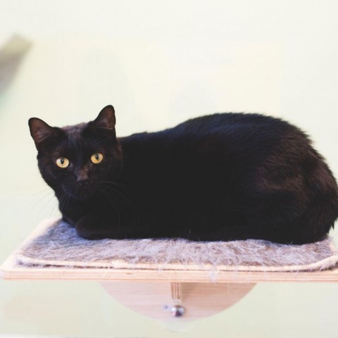 Olive, an adoptable Domestic Short Hair in Port Richey, FL, 34668 | Photo Image 1