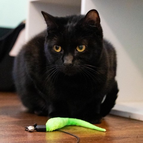 Olive, an adoptable Domestic Short Hair in Port Richey, FL, 34668 | Photo Image 2