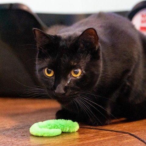 Olive, an adoptable Domestic Short Hair in Port Richey, FL, 34668 | Photo Image 4