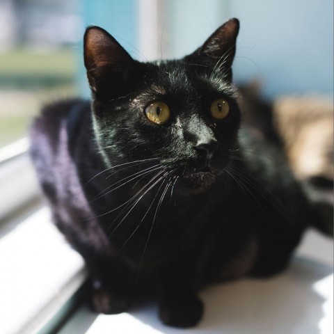 Oliver, an adoptable Domestic Short Hair in Port Richey, FL, 34668 | Photo Image 1