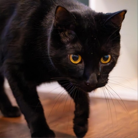 Oliver, an adoptable Domestic Short Hair in Port Richey, FL, 34668 | Photo Image 4