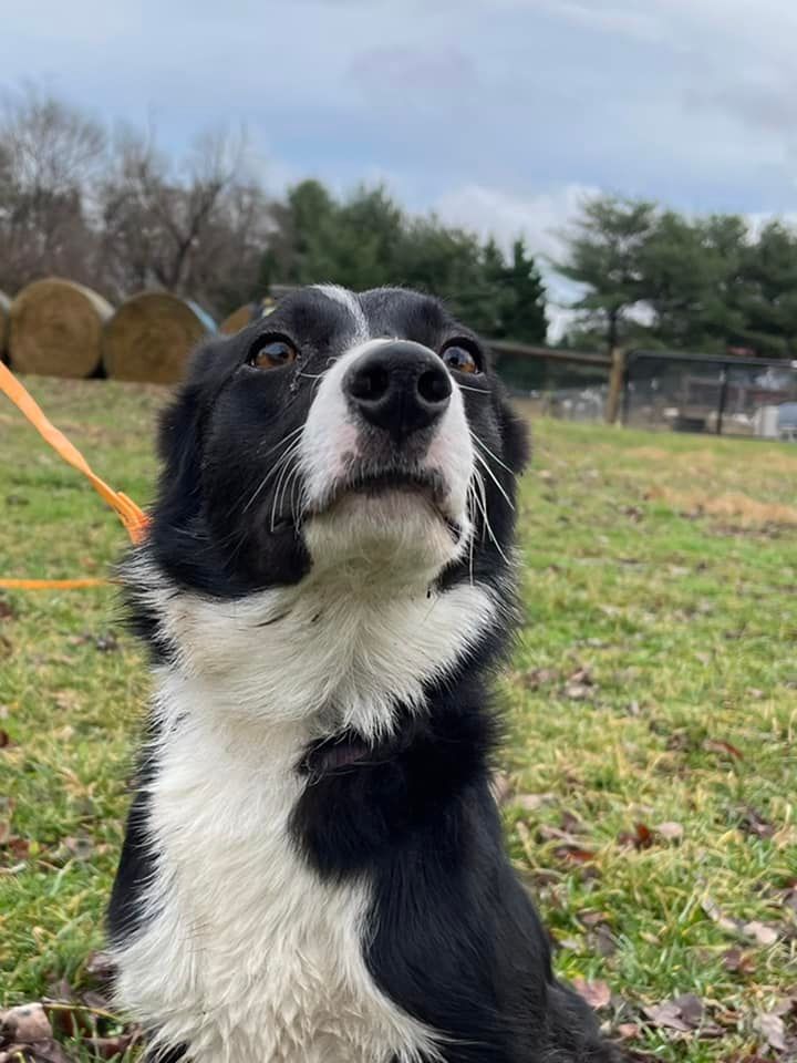 Meg, an adoptable Border Collie in Chestertown, MD_image-2