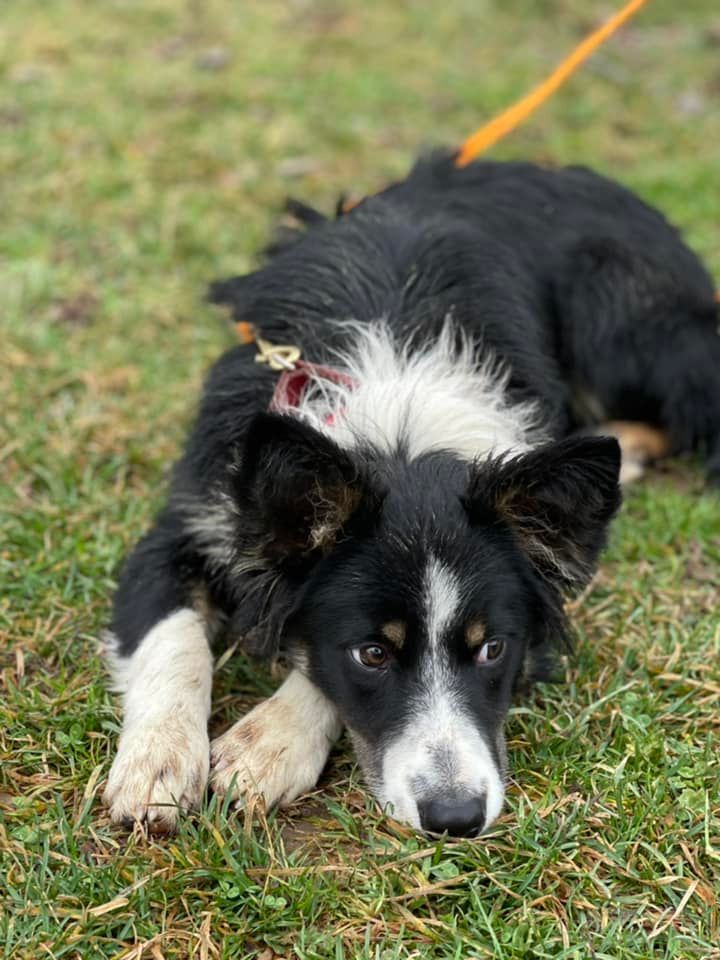 Micah, an adoptable Border Collie in Chestertown, MD_image-3