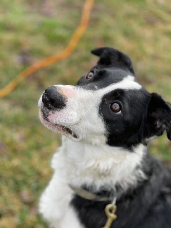 Sally, an adoptable Border Collie in Chestertown, MD_image-1