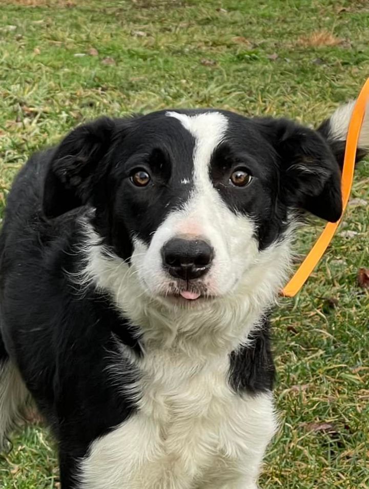 Sally, an adoptable Border Collie in Chestertown, MD_image-3