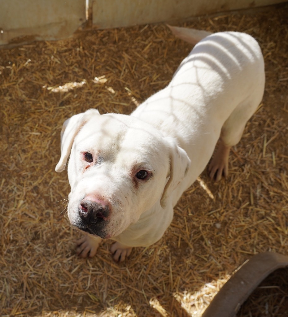 Apollo Junior, an adoptable Australian Shepherd, Shepherd in Fort Lupton, CO, 80621 | Photo Image 2