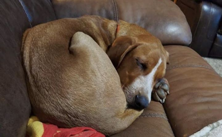 Max, an adoptable Redbone Coonhound & Beagle Mix in Omaha, NE_image-4