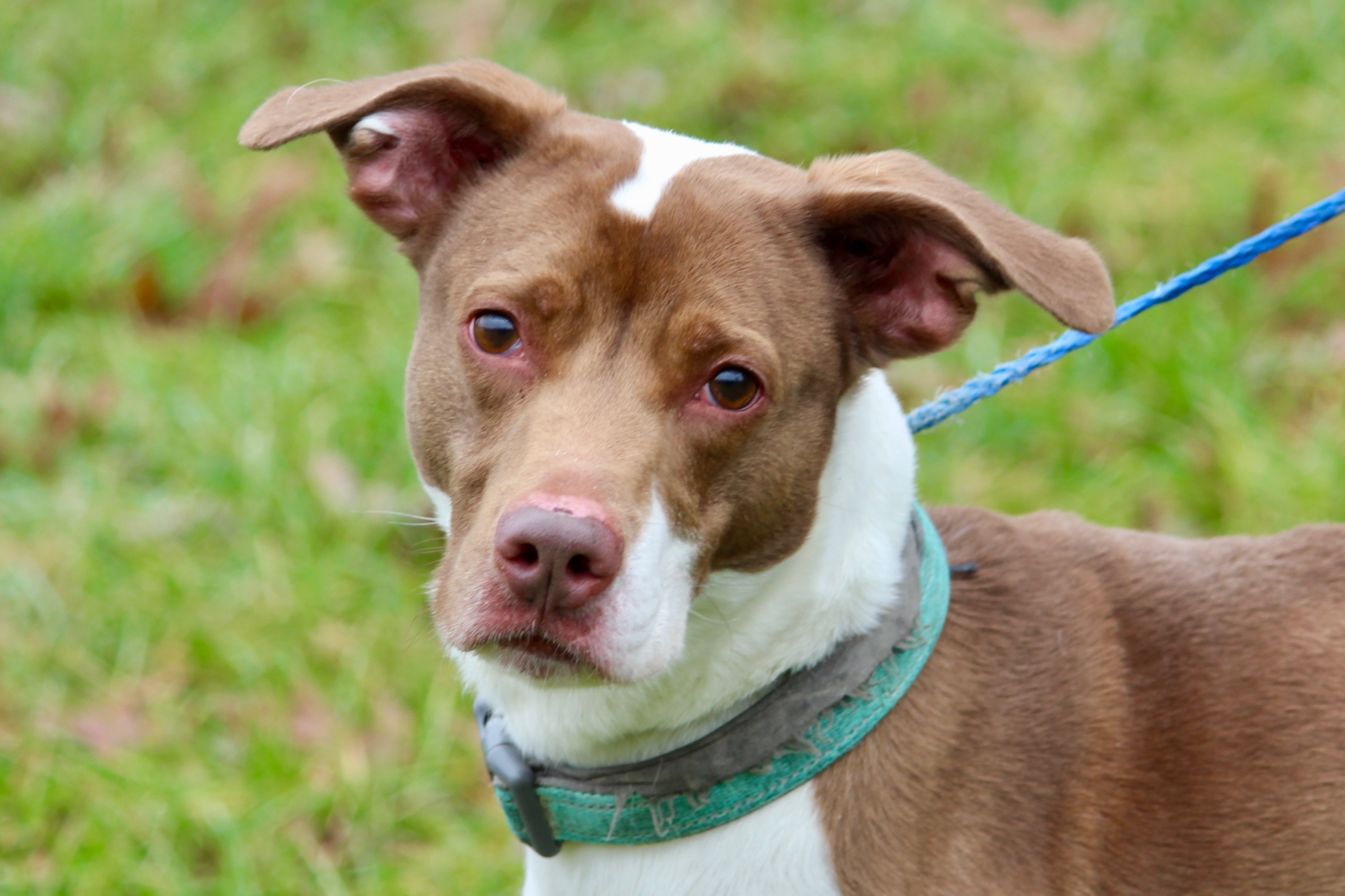 COOPER, an adoptable Terrier in Brazil, IN, 47834 | Photo Image 1