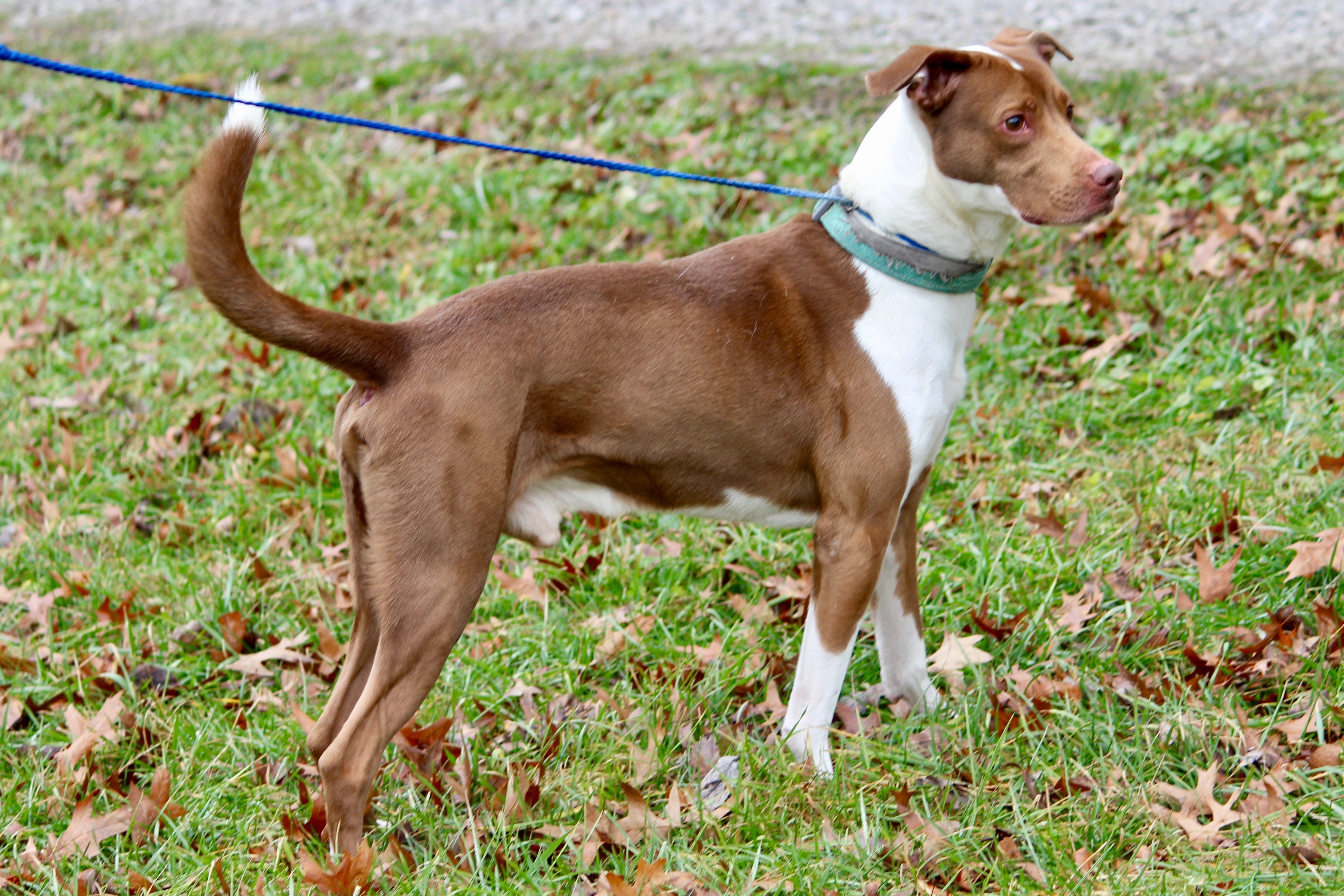 COOPER, an adoptable Terrier in Brazil, IN, 47834 | Photo Image 2