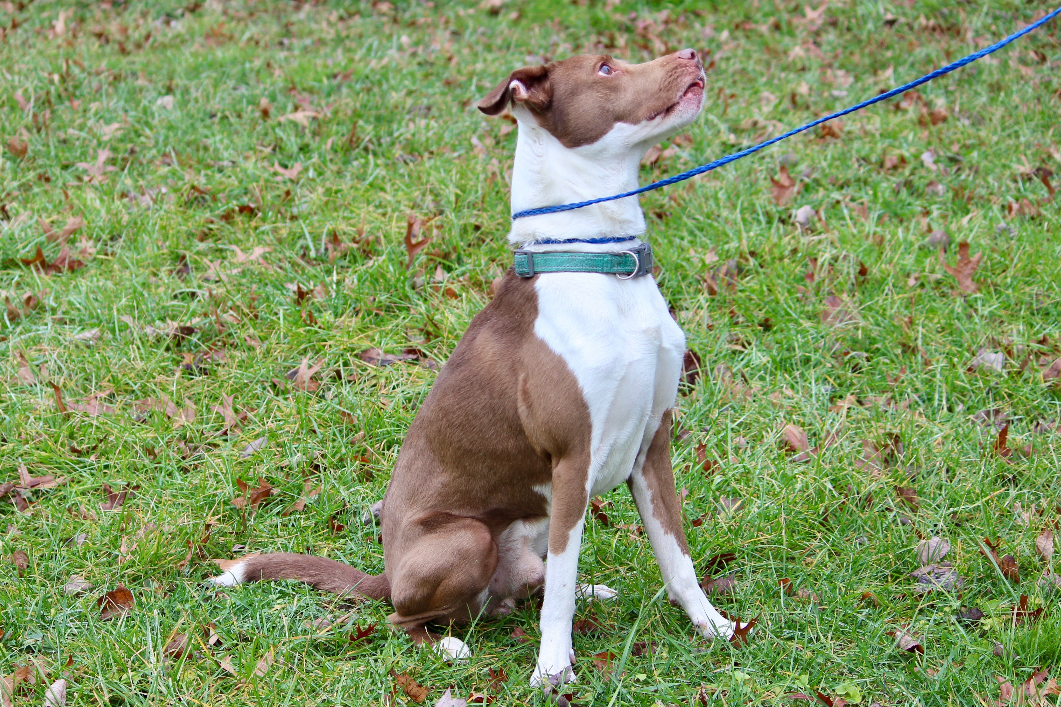 COOPER, an adoptable Terrier in Brazil, IN, 47834 | Photo Image 3