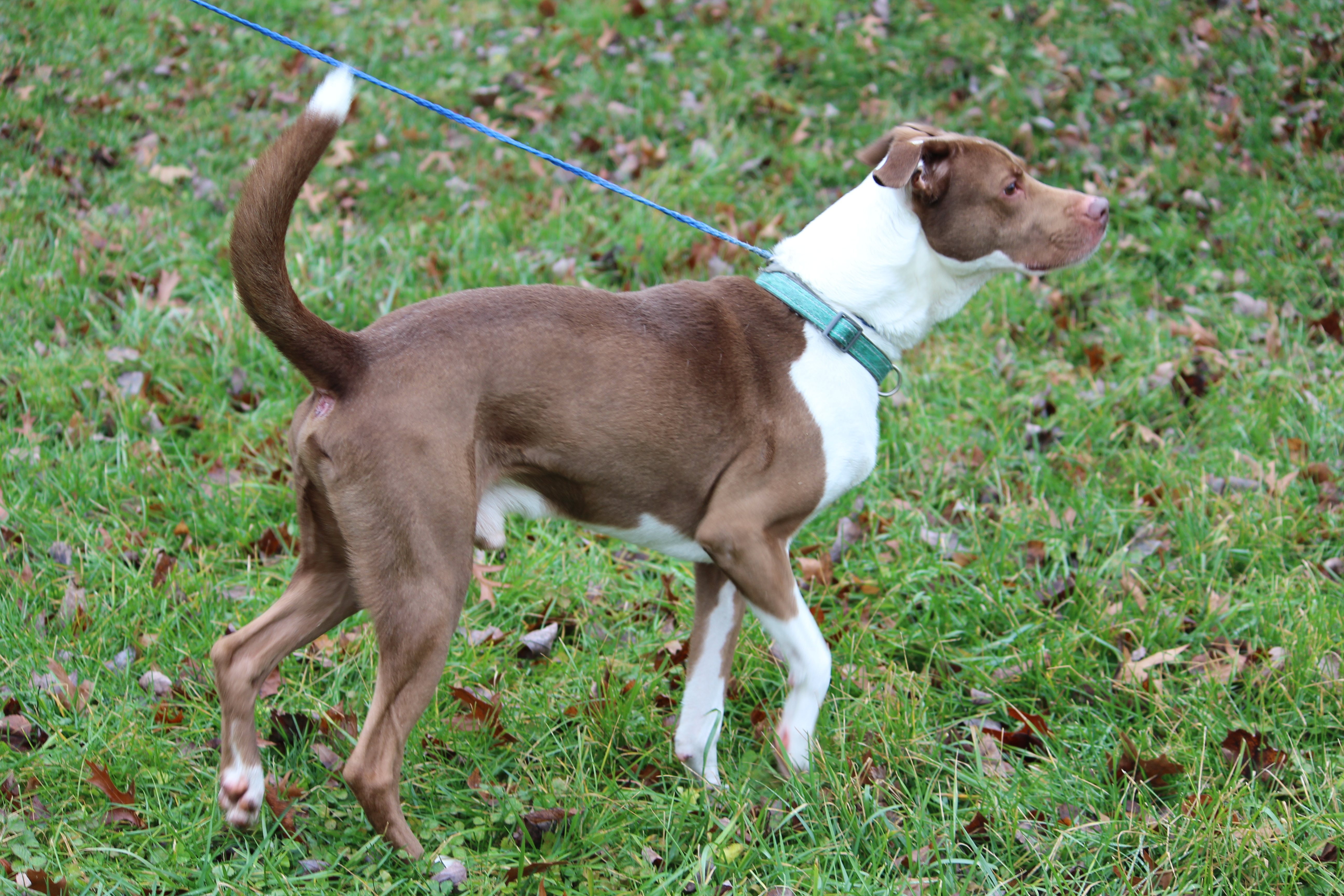 COOPER, an adoptable Terrier in Brazil, IN, 47834 | Photo Image 5