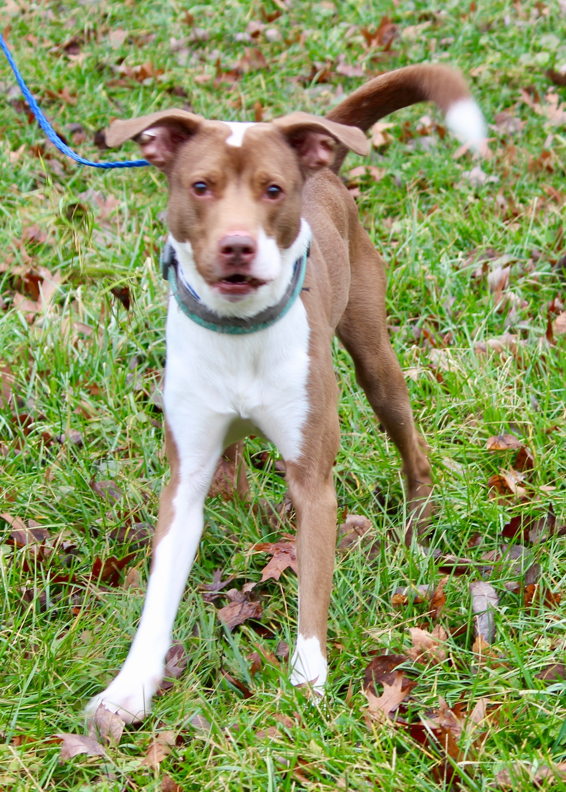 COOPER, an adoptable Terrier in Brazil, IN, 47834 | Photo Image 6