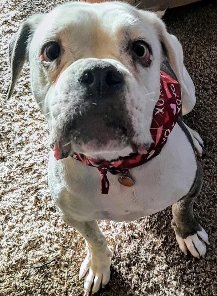 Otis, an adoptable American Bulldog, Mixed Breed in Lexington, KY, 40505 | Photo Image 1