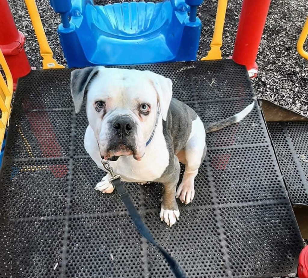 Otis, an adoptable American Bulldog, Mixed Breed in Lexington, KY, 40505 | Photo Image 2