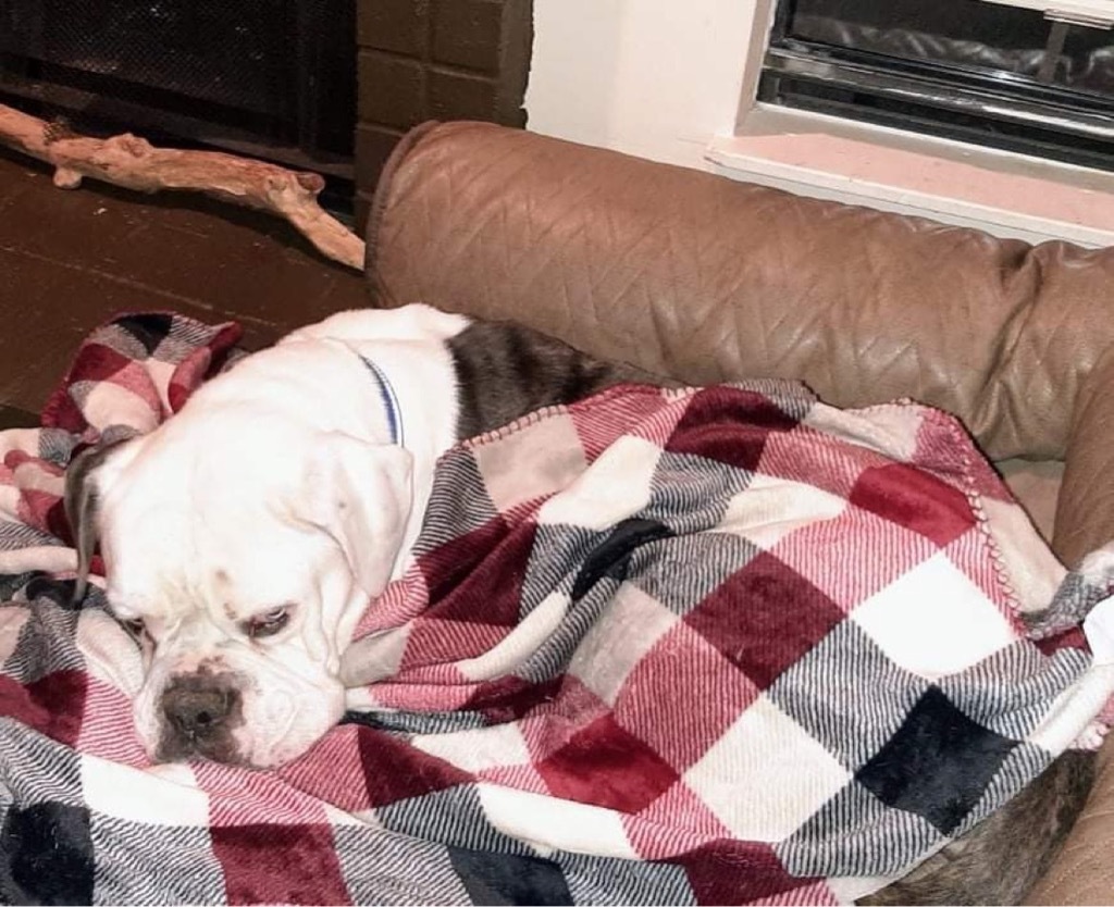 Otis, an adoptable American Bulldog, Mixed Breed in Lexington, KY, 40505 | Photo Image 3
