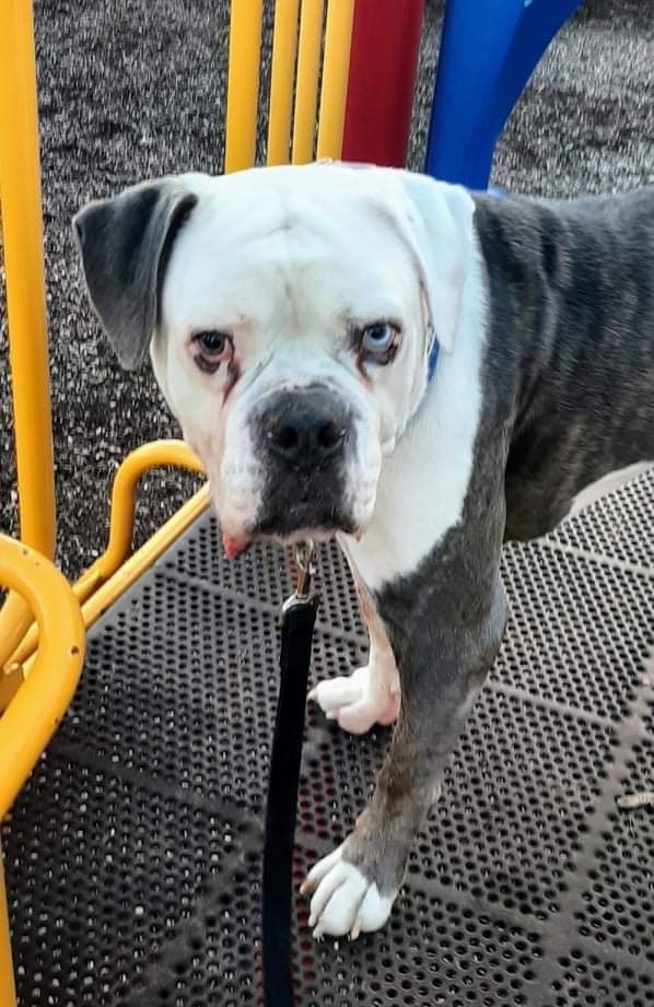 Otis, an adoptable American Bulldog, Mixed Breed in Lexington, KY, 40505 | Photo Image 4